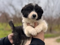 En Zeki Irk Border Collie Bebekler