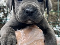 Heybetli Üst Kalite Irk Garantili Cane Corso Yavrular