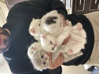1,5 aylık bebek scottish fold