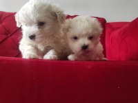 Maltese Terrier Xs Tam Bir Terapi Can Dostu