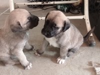 Aslan gibi kangal yavruları