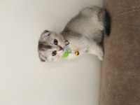 Scottish fold kedimizi sahiplendiriyoruz