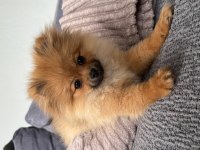 3 aylık pomeranian dişi
