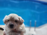 0 numara maltese terrier bebekler