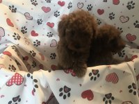 Kendi kızımızın poodle yavruları