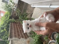 British Longhair Kedimiz