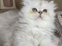British Longhair bebeklerimiz
