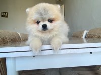 Pomeranian Boo Dişi Ayı Surat