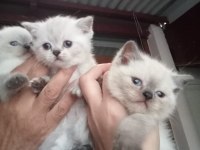 British Shorthair Yavrular
