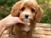 MALTİPOO ÖZEL RENK OĞLUMUZ