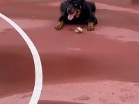 1 yaşında rottweiler dişi