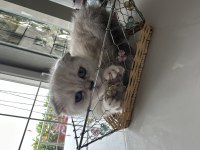 Scottish fold kedimize sevgi ile büyütecek aile arıyoruz