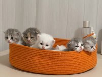 British Longhair Kedisi Yavruları