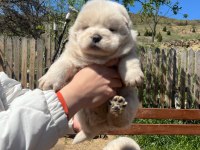 ÜST DÜZEY CHOW CHOW YAVRULARI