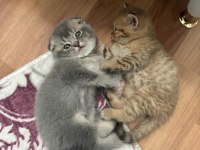 ÇOK İNSANCIL YAVRULARIMIZ