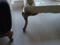 Mavi Gözlü Kedimizi Sahiplendiriyoruz