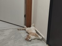 12 aylık kısır erkek çok uysal kedimi sahiplendiriyorum