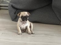 3 aylık saf kan teacup pug