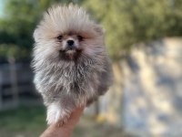 Tea Cup Pomeranian Boo Yavrularımız
