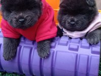 MÜKEMMEL KREM VE SİYAH CHOW CHOW YAVRULAR