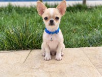 Oyuncak Gibi Wc Eğitimli Chihuahua