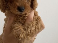 Tuvalet Eğitimli Toy Poodle Yavrularım - Her Renkten