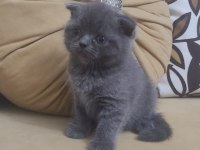 45 günlük Scottish fold ve British Shorthair