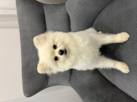 Oyuncul Erkek Pomeranian