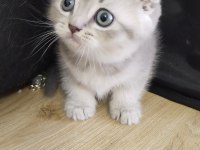 SAF IRK SCOTTİSH VE BRİTİSH BEBEK YAVRU KEDİCİKLER