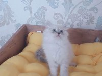 BRİTİSH LONGHAİR YAVRULARIMIZ