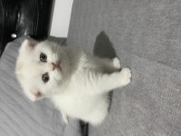 Scottish fold kedimiz