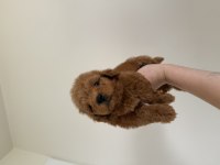 Maltipoo Lekesiz 