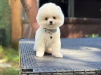 Sağlık ve ırk garantili pomeranian