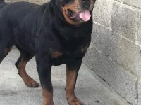 Orjinal rottweiler yavruları rezervede