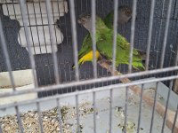Takım Senegal Papağanı
