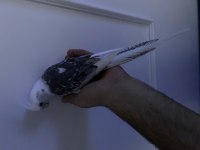 Evcil wifi face mutasyonu sultan papağanı