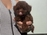 Poodle Prenses