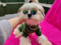 Yavru morkie