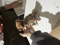 Şivava köpeğimize acil yuva aranıyor