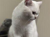 BRITISH SHORTHAIR KEDİMİZ