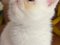 EXOTIC SHORTHAIR ERKEK 