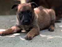 Safkan Belçika Kurdu malinois bebekler