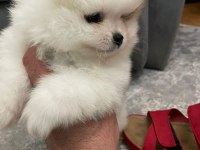 3 aylık erkek yavru pomeranian boo