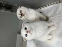 Scottish fold orjinal top kafa yavrular