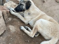 BONCUK YENİ YUVASINI ARIYOR