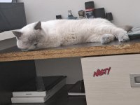 1 yaşında Erkek British Shorthair blue point kedi