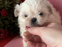 Mini mini shih tzu yavrular sizi bekliyor