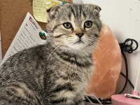 Scottish fold yavru kedimiz
