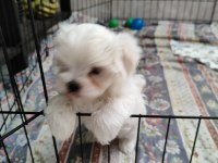 Maltese Terrier Adrese Teslim, Kapıda Ödeme Yapabilirsiniz