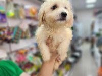 Yavru terrier köpek
